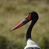  The Serengeti, TZ